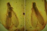 Spectacular Winged Fossil Termite (Isoptera) In Baltic Amber #84635-1